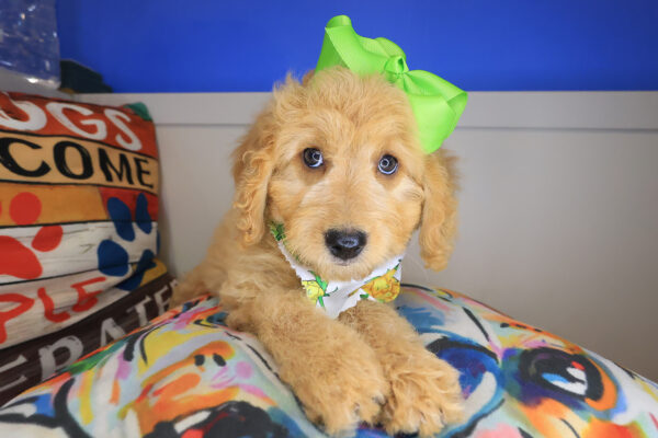 Marshmallow Goldendoodle 01
