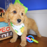 Marshmallow Goldendoodle 04
