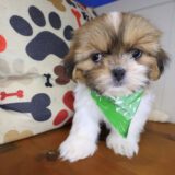 Mart Shih Tzu 01