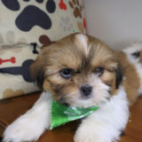 Mart Shih Tzu 03