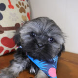 Mason Shih Tzu 01