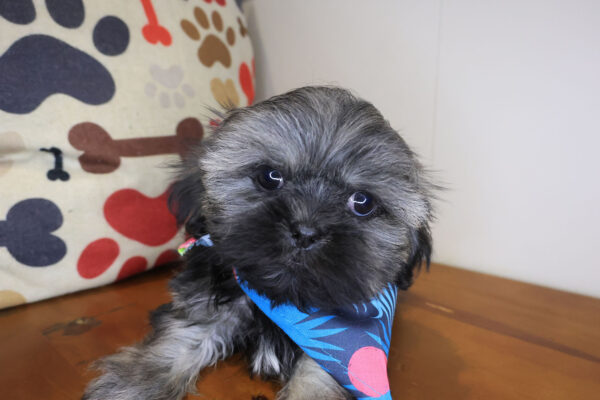 Mason Shih Tzu 01
