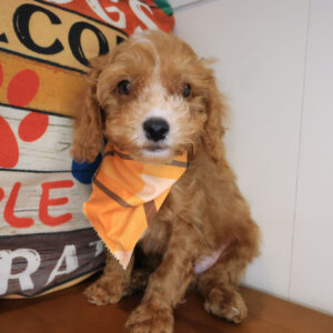 Mickey Cavapoo 01