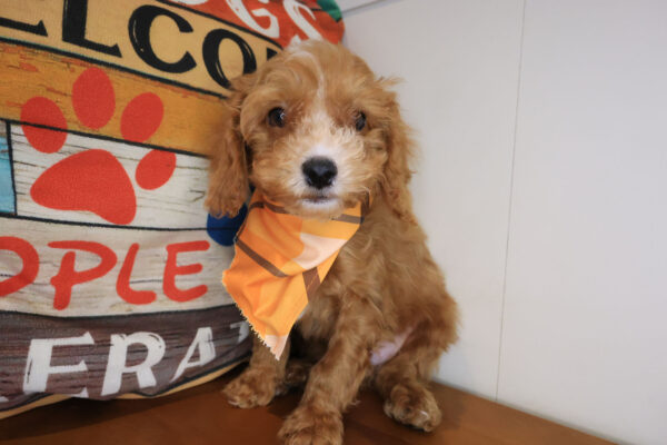 Mickey Cavapoo 01