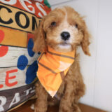Mickey Cavapoo 02
