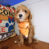 Mickey Cavapoo 03