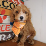Mickey Cavapoo 04