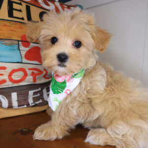 Mika Maltipoo 01