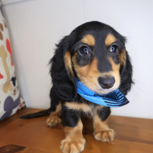 Miro Dachshund 01 Miro Dachshund 01