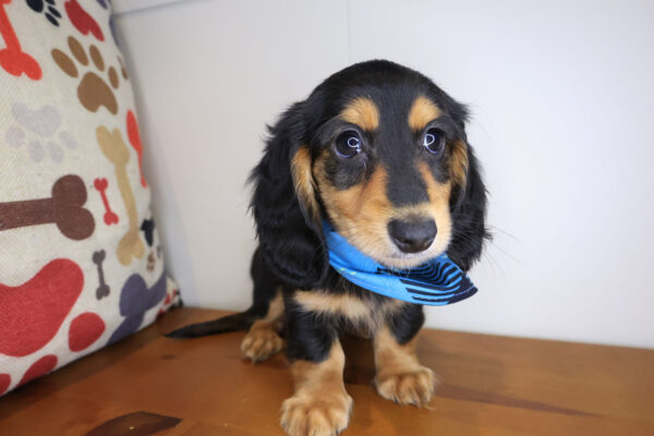 Miro Dachshund 01 Miro Dachshund 01