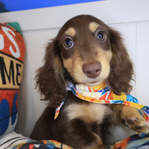 Mrs.sprinkles Dachshund 01