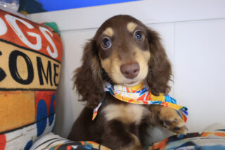 Mrs.sprinkles Dachshund 01