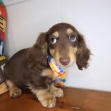 Mrs.sprinkles Dachshund 02