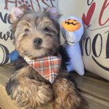 Munchie Yorkshire Terrier 01