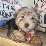 Munchie Yorkshire Terrier 02