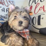 Munchie Yorkshire Terrier 04