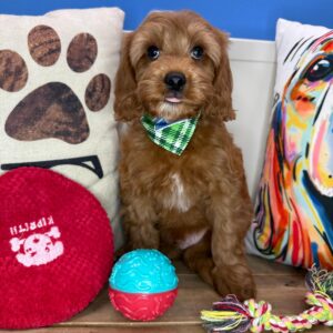 Nanu Goldendoodle 01