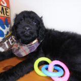 Nelson Goldendoodle 01