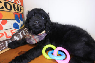 Nelson Goldendoodle 01