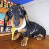 Nico Dachshund 02