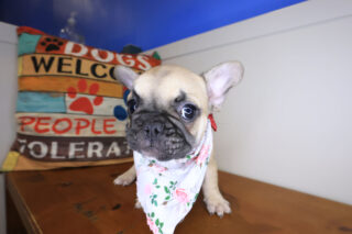 Nimue French Bulldog 01