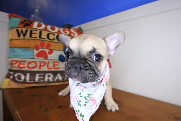 Nimue French Bulldog 01