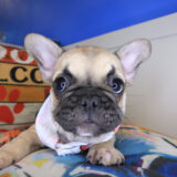 Nimue French Bulldog 02