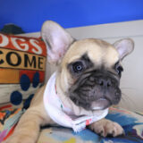 Nimue French Bulldog 04