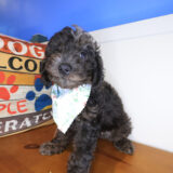 Norm Pomsky Goldendoodle 01