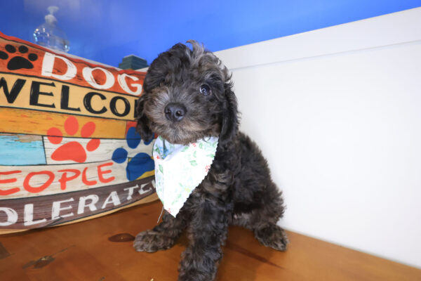 Norm Pomsky Goldendoodle 01