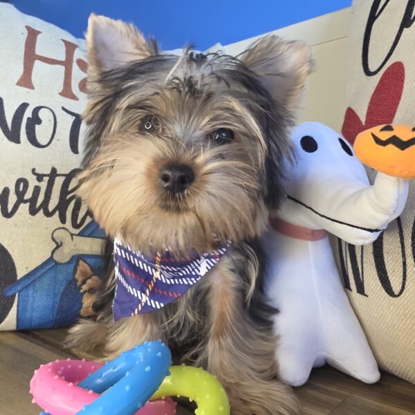 Nugget Yorkshire Terrier 01