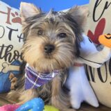 Nugget Yorkshire Terrier 03