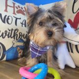 Nugget Yorkshire Terrier 04