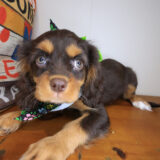 Nyx Cavalier King Charles Spaniel 01 Nyx Cavalier King Charles Spaniel 01