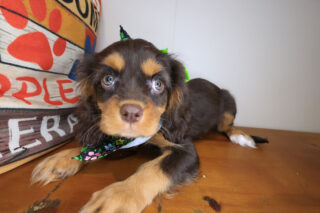 Nyx Cavalier King Charles Spaniel 01