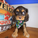 Nyx Cavalier King Charles Spaniel 02 Nyx Cavalier King Charles Spaniel 02