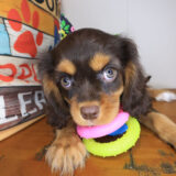 Nyx Cavalier King Charles Spaniel 03 Nyx Cavalier King Charles Spaniel 03