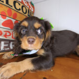 Nyx Cavalier King Charles Spaniel 04 Nyx Cavalier King Charles Spaniel 04