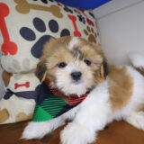 Oranjemund Shih Tzu 01