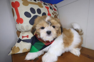 Oranjemund Shih Tzu 01