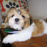 Oranjemund Shih Tzu 02