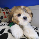 Oranjemund Shih Tzu 04