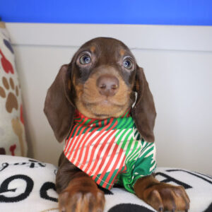 Oreo Dachshund 01 Oreo Dachshund 01