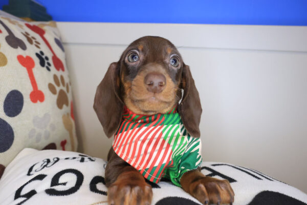 Oreo Dachshund 01 Oreo Dachshund 01