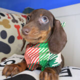 Oreo Dachshund 04 Oreo Dachshund 04