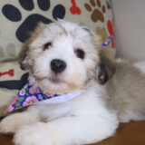 Otto Havanese 02