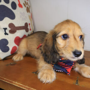 Pancake Dachshund 01 Pancake Dachshund 01