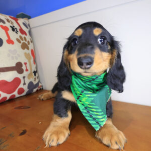 Pax Dachshund 01 Pax Dachshund 01