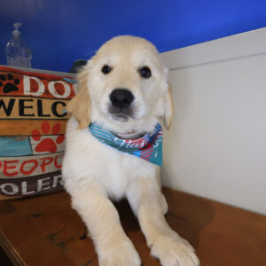 Perus Golden Retriever 01