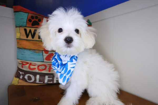 Phoenix Maltipoo 01